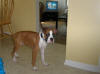 file:///C:/DOCUME~1/Laura/LOCALS~1/Temp/ARC632/Puppy1.jpg