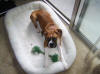 file:///C:/DOCUME~1/Laura/LOCALS~1/Temp/ARC633/Puppy2.jpg