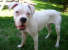 file:///C:/DOCUME~1/Laura/LOCALS~1/Temp/ARC635/Puppy4.jpg