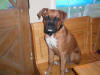 file:///C:/DOCUME~1/Laura/LOCALS~1/Temp/ARC636/Puppy5.jpg