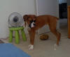 file:///C:/DOCUME~1/Laura/LOCALS~1/Temp/ARC637/Puppy6.JPG