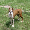 file:///C:/DOCUME~1/Laura/LOCALS~1/Temp/ARC639/Puppy7.jpg